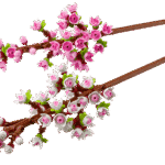 Lego Botanicals Fleurs de cerisier