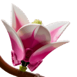 Lego Botanicals Magnolia